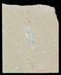 Cretaceous Fossil Squid - Soft-Bodied Preservation #48587-1